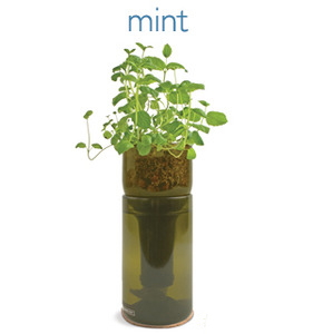 mint grow bottle