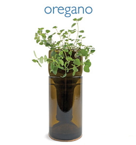 oregano grow bottle