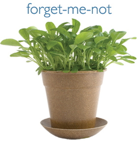 forget me not  container garden