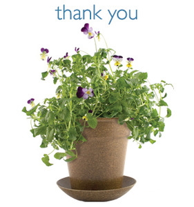 thank you viola  container garden